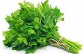 Coriander leaf