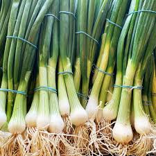 Spring Onion