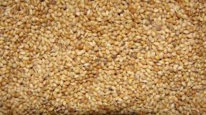 Foxtail Millet (Thinai)