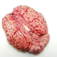 Goat brain 