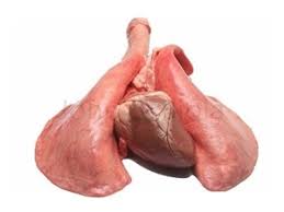 Goat Lungs 