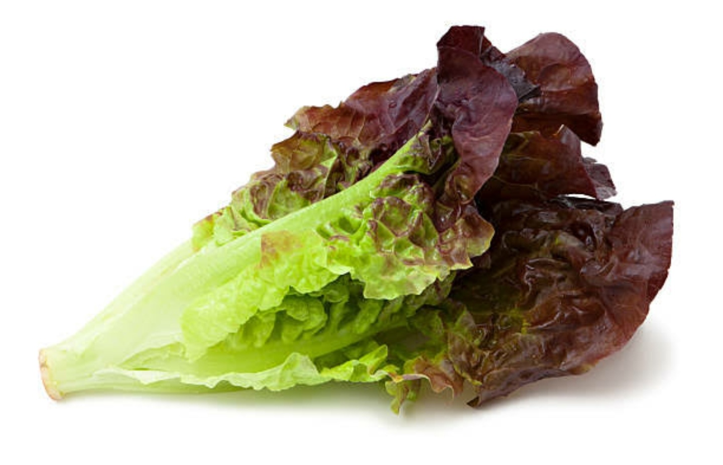 Purple Lettuce