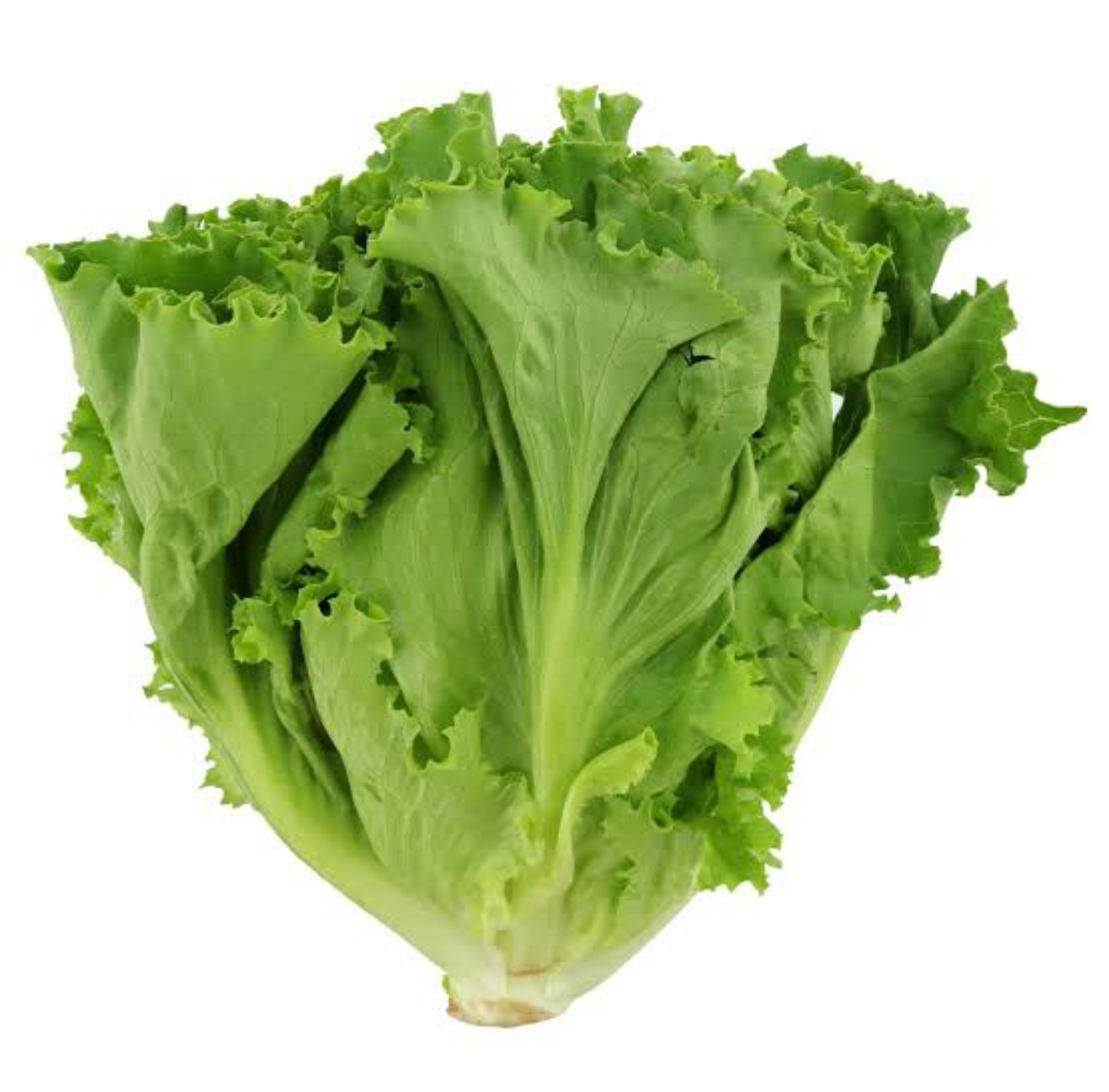 Green Lettuce