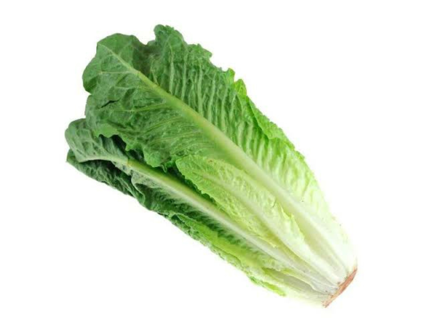 Romain Lettuce