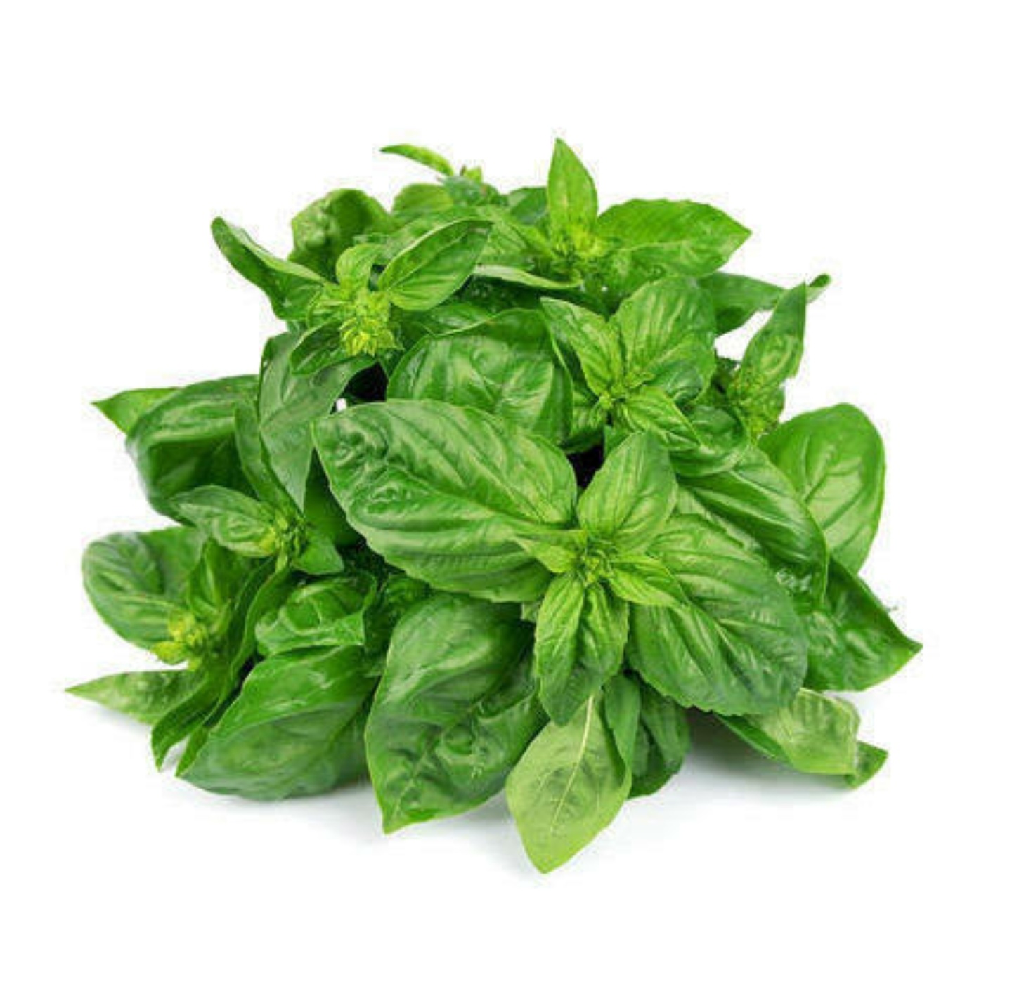 Basil Leaf