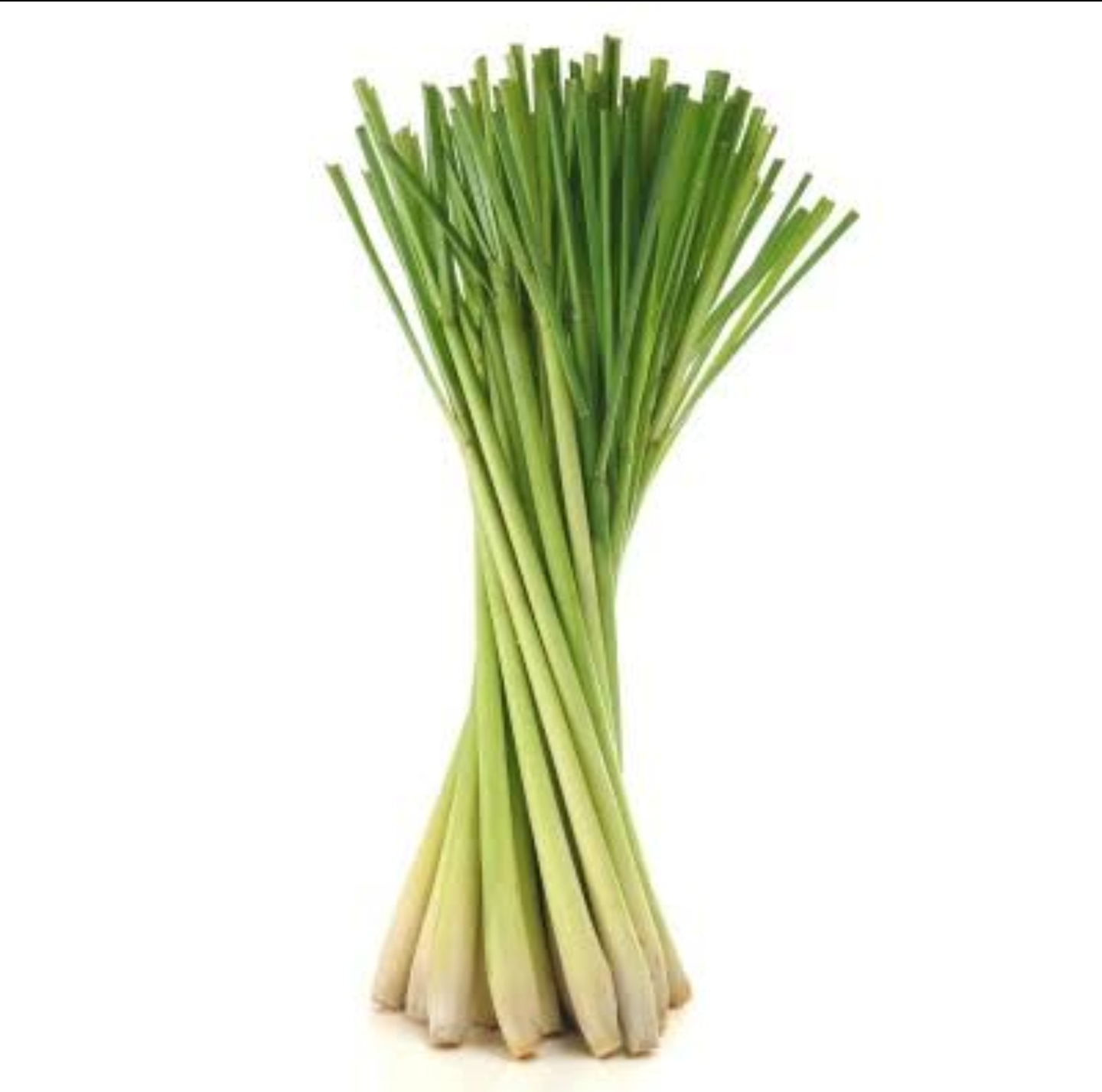 Lemon Grass