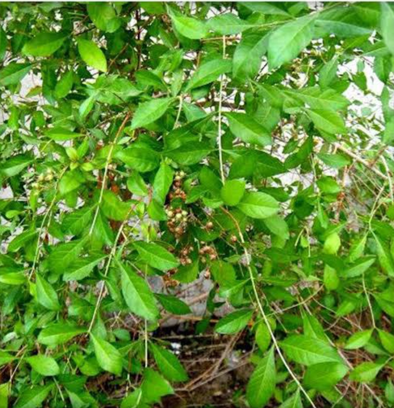 Marudhani (Henna Leaf)