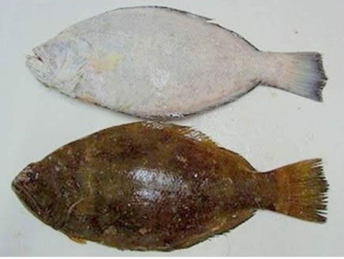 Sole Fish (Nakku meen)