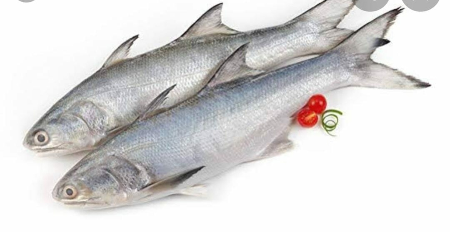 White Indian Salmon (kaala)