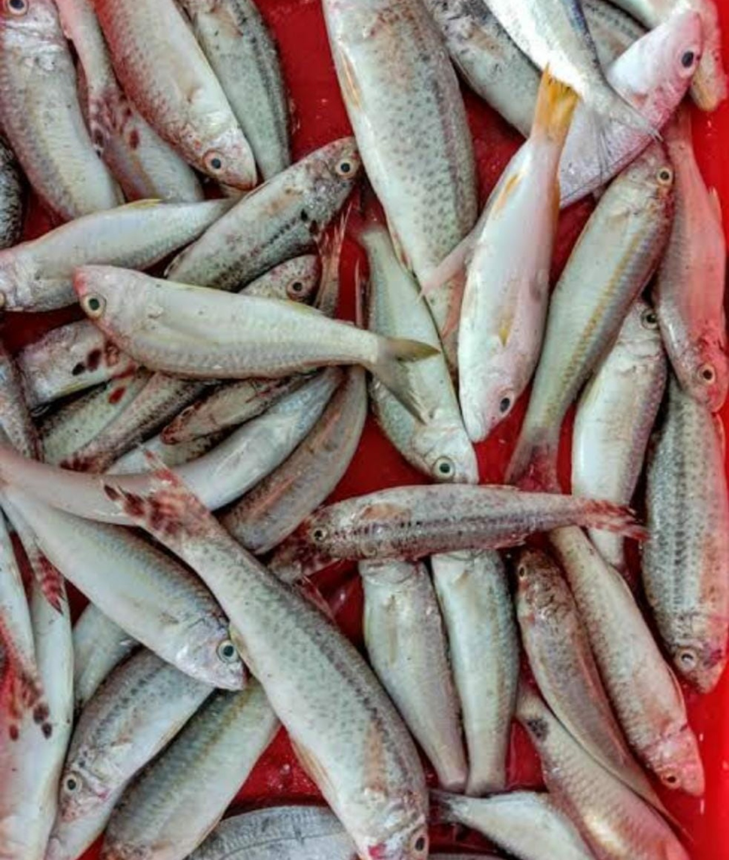 Nagarai (Red mullet)