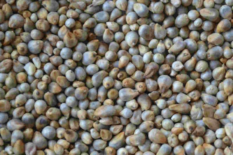 Pearl Millet (kambu)