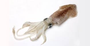 squid (kadamba)