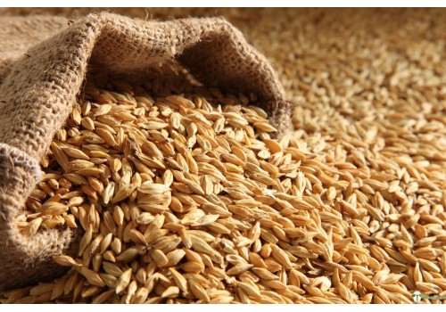 Wheat (Kothumai)