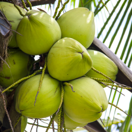 Pollachi Tender Coconut(2 Psc)