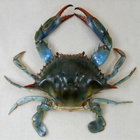 Blue crab Big(3 to 4 Count) - Kg