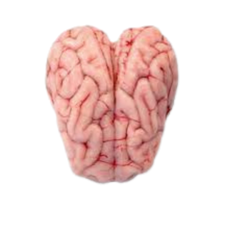 Goat brain (1 Set)
