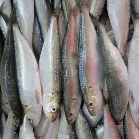 Kilicha Meen (1kg)