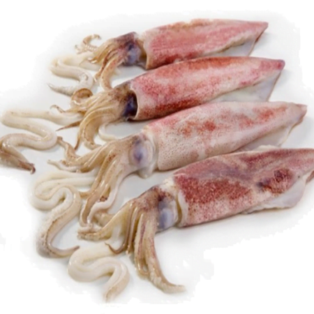 squid (kadamba)