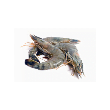 Sea Prawn (40 count)